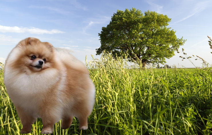 Responsible Ownership: A Guide for Pomeranian Dog Owners