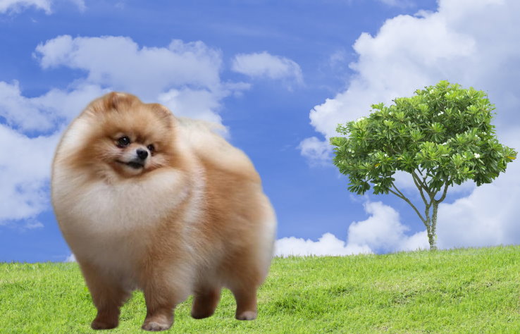 Pomeranian Rescue Organizations: Saving and Rehoming Charming Companions