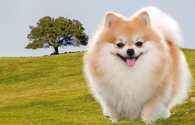 Noise Sensitivity in Pomeranians: Management and Training