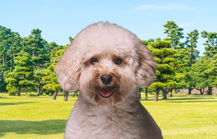 Raising a Poodle Puppy: Training and Socialization Tips