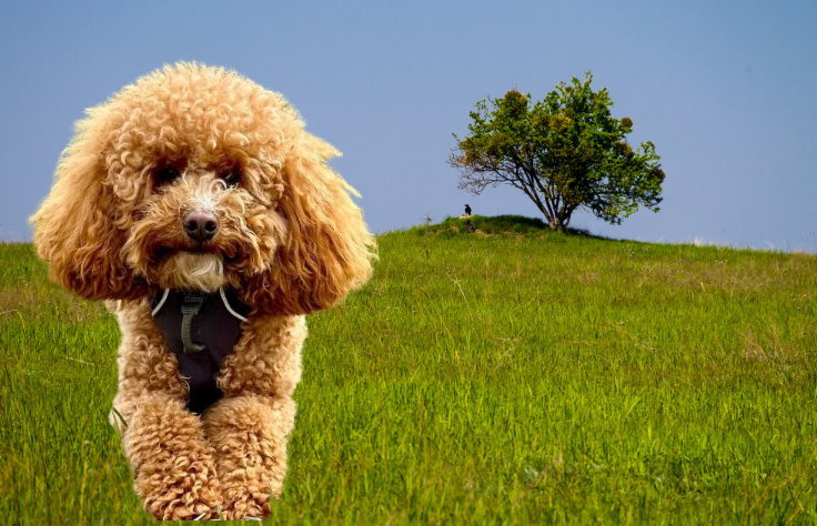 Noise Sensitivity in Poodles: Management and Training