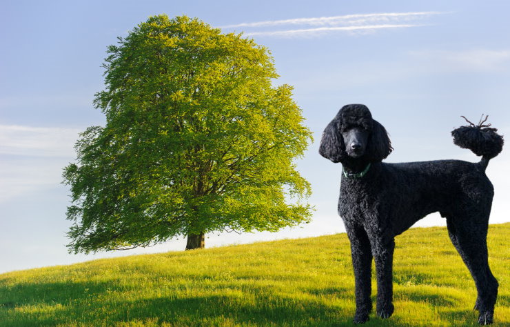 Traveling with Your Poodle: Tips for a Safe and Comfortable Journey