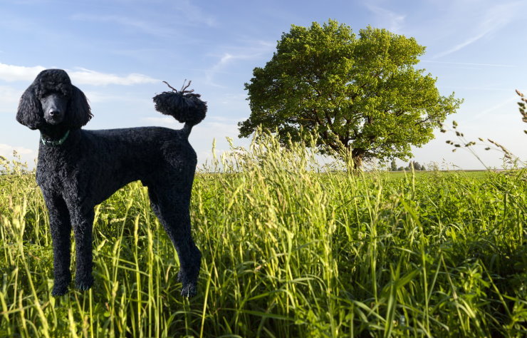 Training a Poodle for Obedience: Commands and Techniques