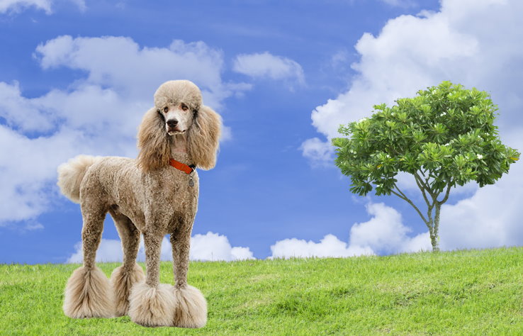 Nourishing Your Poodle: A Guide to Proper Nutrition and Feeding for Poodle Owners