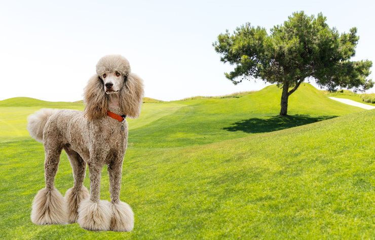 Responsible Ownership: Essential Considerations for Poodle Dog Owners