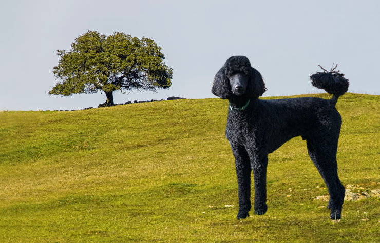 Poodle Rescue Organizations: Saving and Rehoming