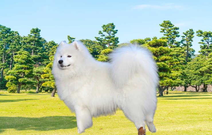 Separation Anxiety in Samoyed Dogs: Causes and Effective Solutions