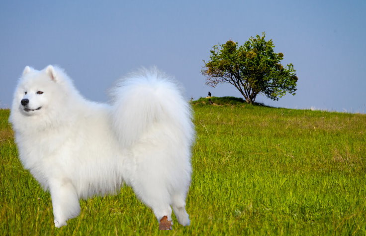 Apartment Living with a Samoyed: Tips for Success