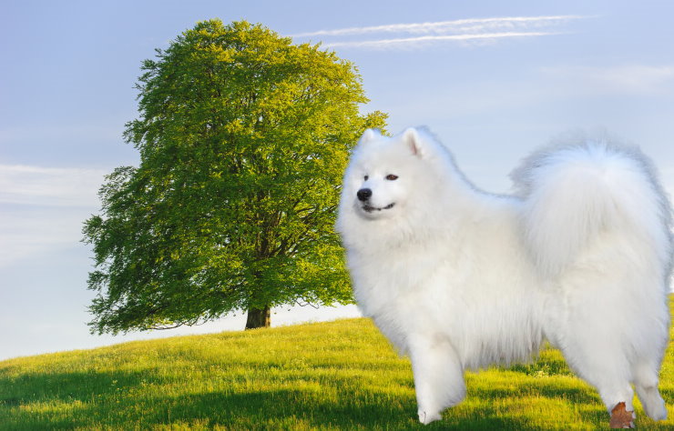 Traveling with Your Samoyed: Tips for a Safe and Enjoyable Journey