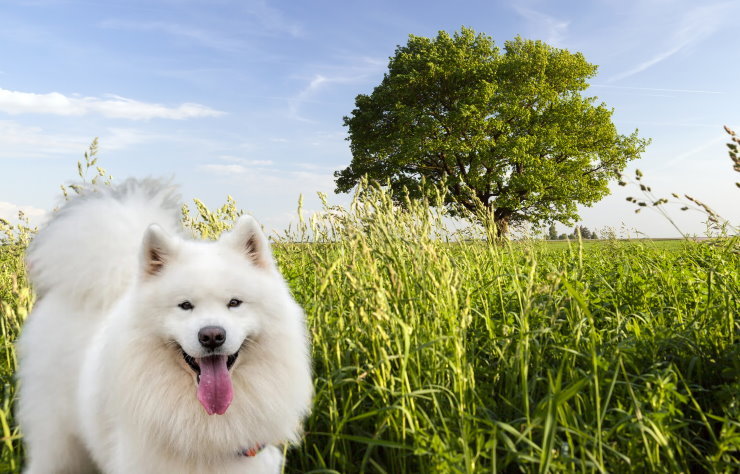 Grooming a Samoyed: Coat Care and Maintenance