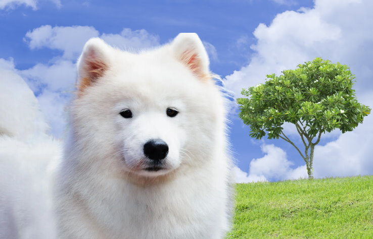 Training a Samoyed for Obedience: Commands and Techniques