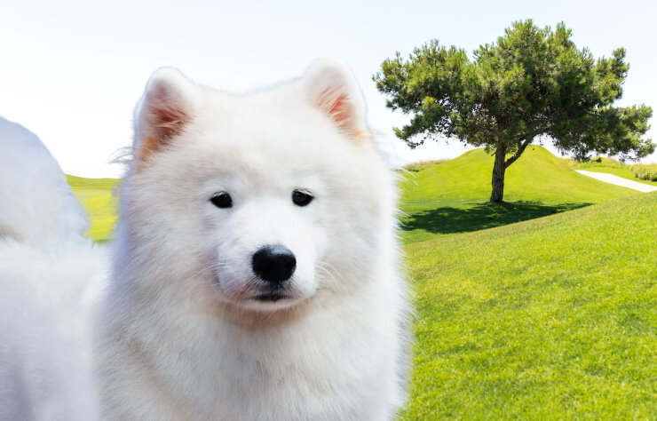 Responsible Ownership: A Guide for Samoyed Dog Owners