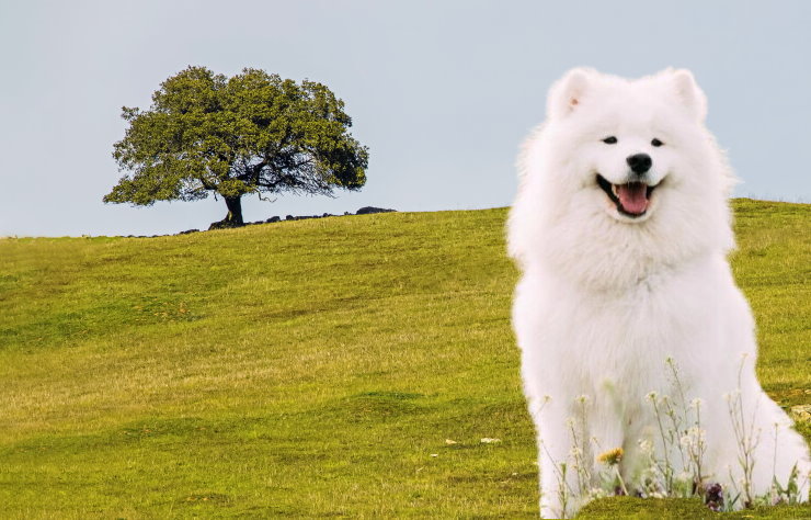 Samoyed Rescue Organizations: Saving and Rehoming Fluffy Companions