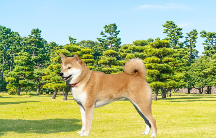 Shiba Inu Rescue Organizations: Saving and Rehoming