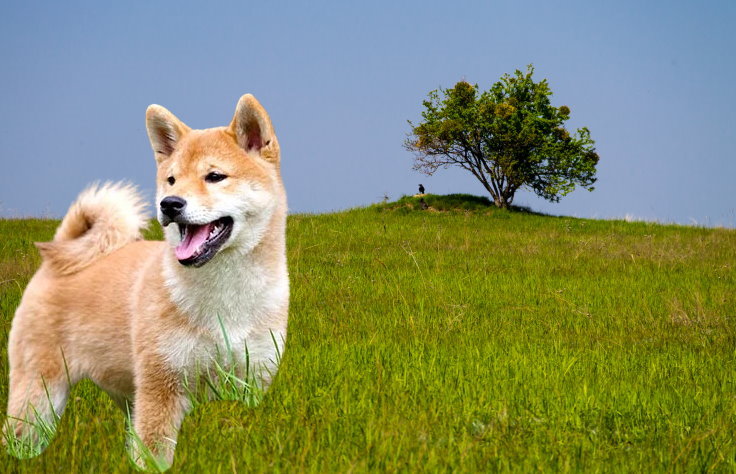 Separation Anxiety in Shiba Inu Dogs: Causes and Effective Solutions