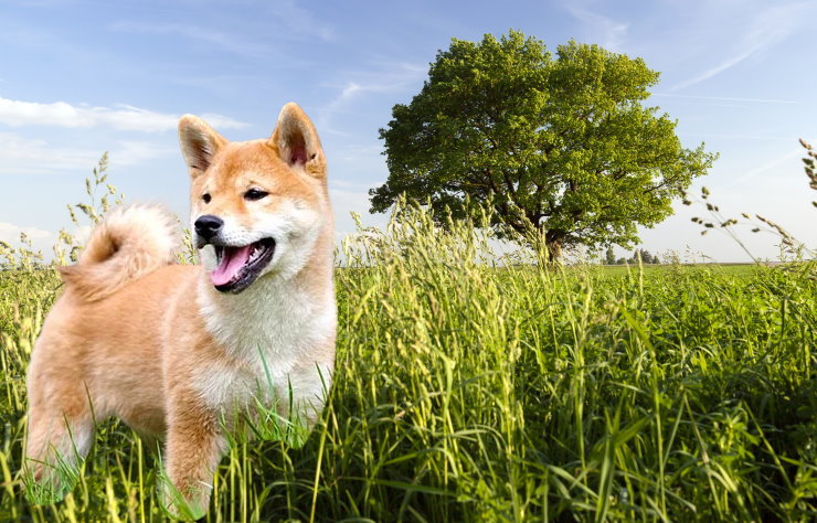 Traveling with Your Shiba Inu: Tips for a Safe and Fun Journey