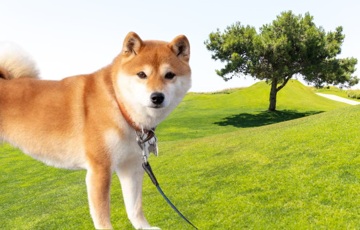 Apartment Living with a Shiba Inu: Tips for Success