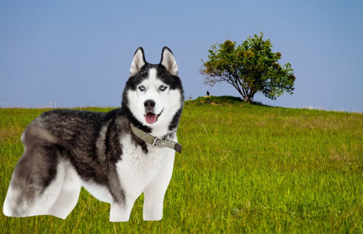 Nourishing Your Siberian Husky: Proper Nutrition and Feeding