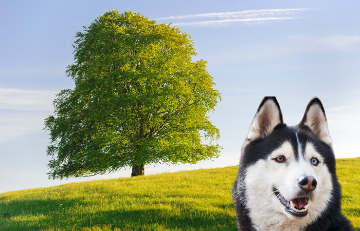 Responsible Ownership: Key Considerations for Siberian Husky Dog Owners