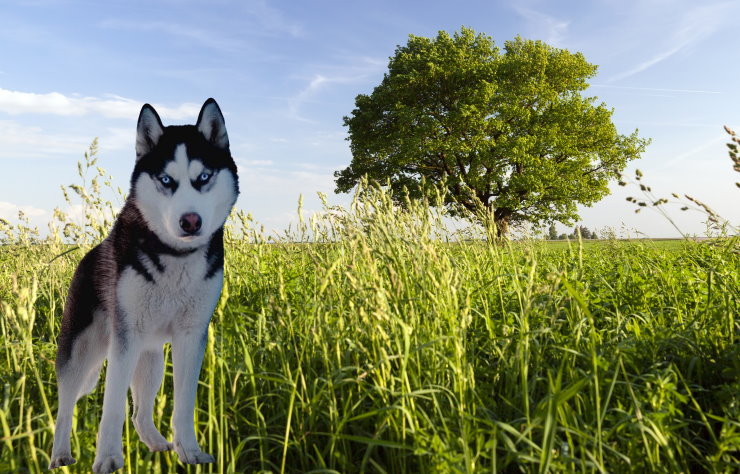 Training a Siberian Husky for Obedience: Commands and Techniques