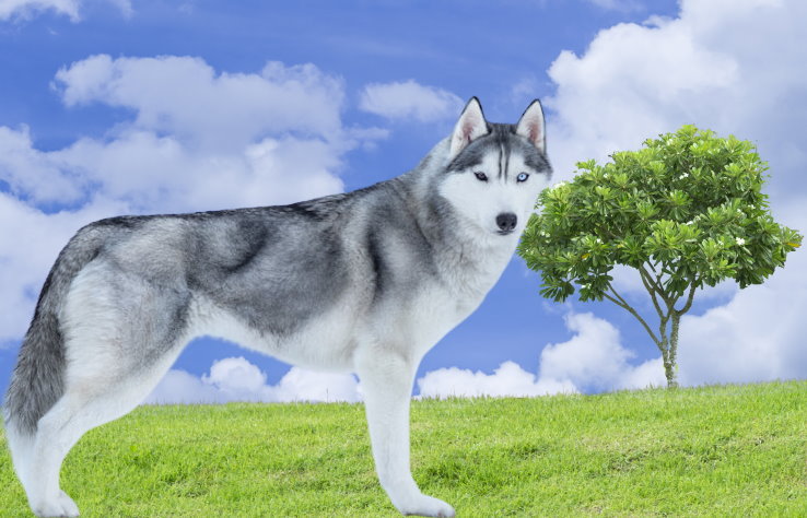 Separation Anxiety in Siberian Huskies: Causes and Solutions