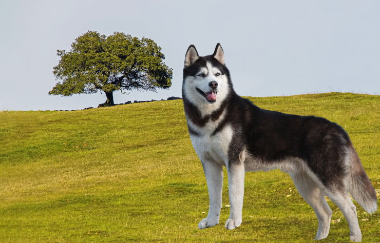 Traveling with Your Siberian Husky: Tips for a Safe and Fun Journey