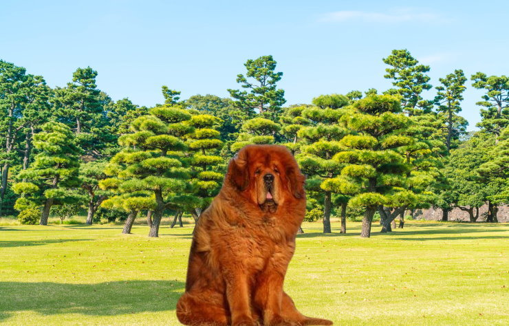 Traveling with Your Tibetan Mastiff: Tips for a Safe Journey