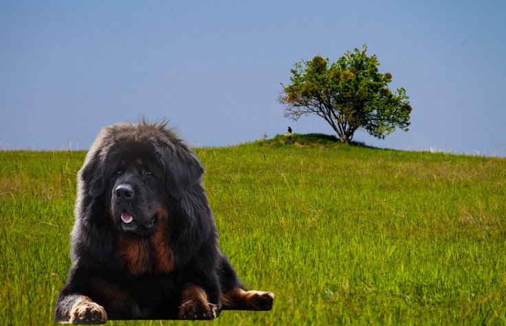 Training a Tibetan Mastiff for Obedience: Commands and Techniques