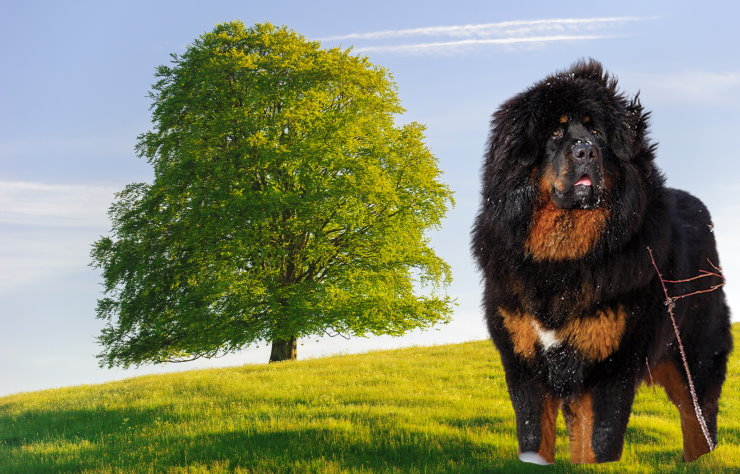 Apartment Living with a Tibetan Mastiff: Tips for Success