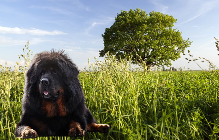 Responsible Breeding: A Guide for Tibetan Mastiff Owners