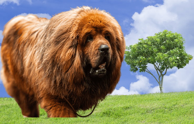 Tibetan Mastiff Rescue Organizations: Saving and Rehoming Majestic Dogs