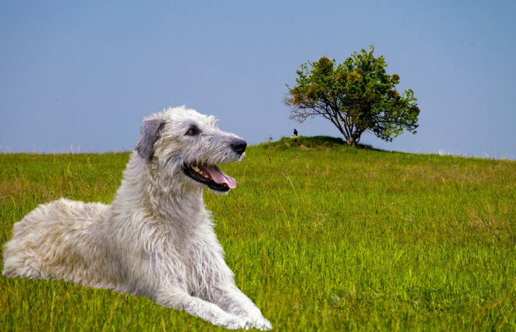 Traveling with Your Wolfhound: Tips for a Safe and Comfortable Journey