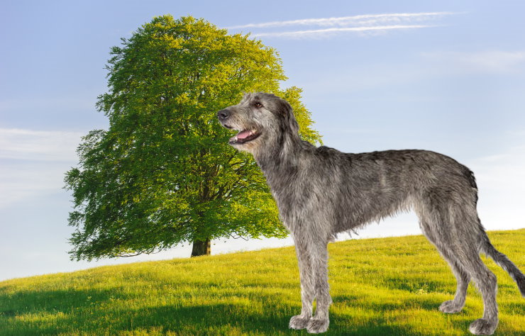 Training a Wolfhound for Obedience: Commands and Techniques