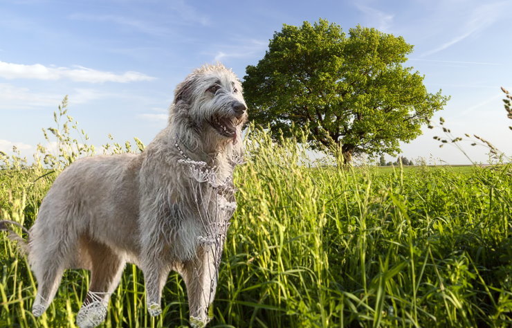 Apartment Living with a Wolfhound: Tips for Success