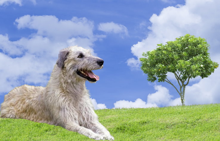 Responsible Breeding for Irish Wolfhounds: Essential Considerations for Breed Preservation