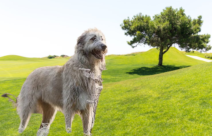 Wolfhound Rescue Organizations: Saving and Rehoming Irish Wolfhounds