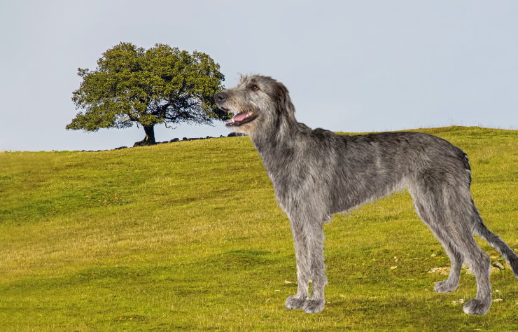 Separation Anxiety in Wolfhounds: Causes and Solutions