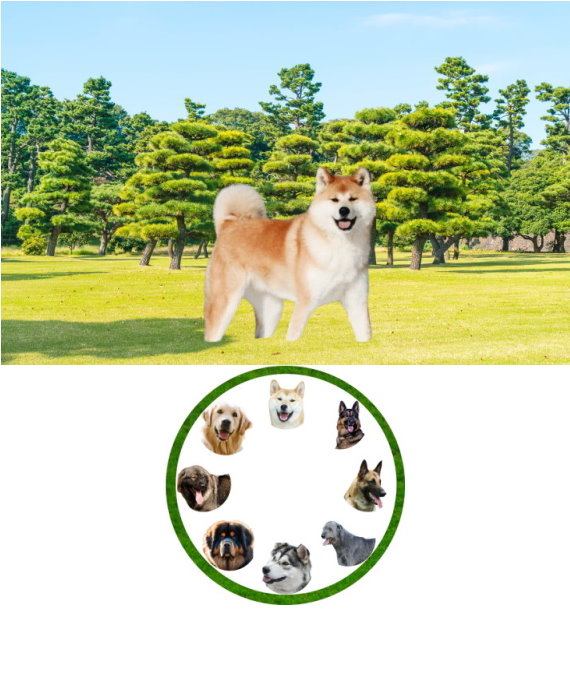 akita_01