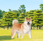 akita_01