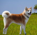 akita_02