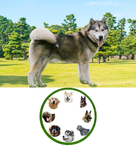 alaskanmalamute_01