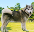 alaskanmalamute_01