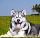 alaskanmalamute_02