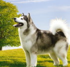 alaskanmalamute_03