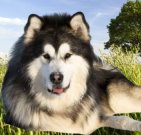 alaskanmalamute_04