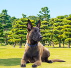 belgianmalinois_01