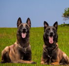 belgianmalinois_02