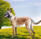 belgianmalinois_03