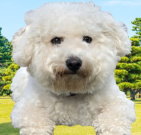 bichonfrise_01