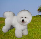 bichonfrise_02